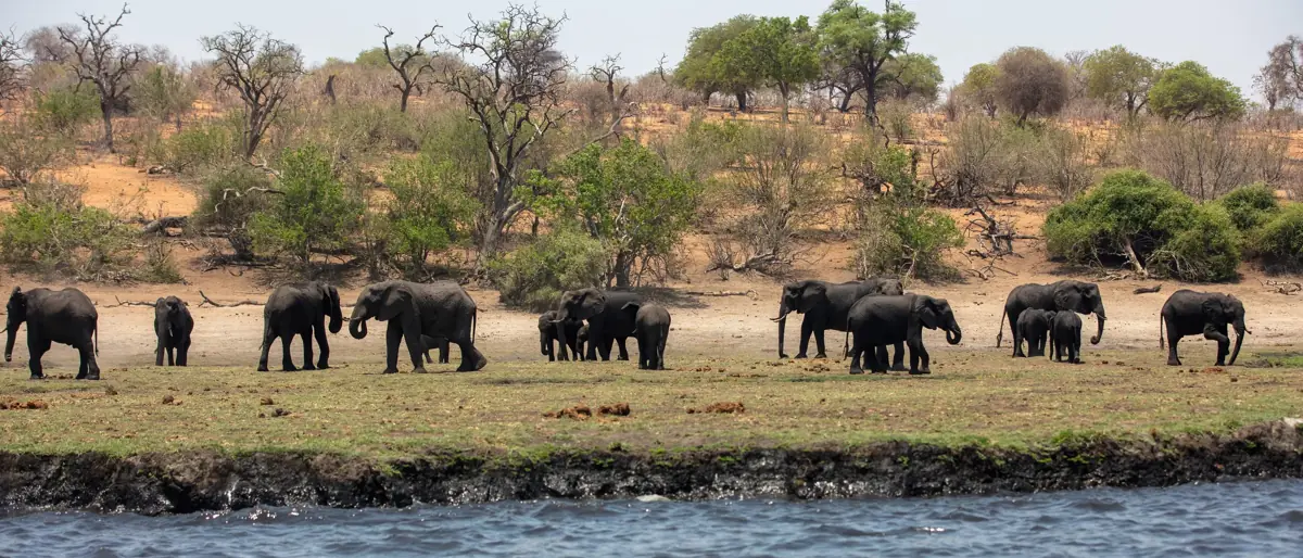 Weite am Chobe-Fluss, Ziel einer Safari-Tagestour auf One Day Safari